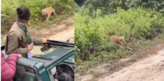 Corbett Park: कार्बेट पार्क में सफारी के दौरान पर्यटकों की जिप्सी पर झपटी बाघिन,  झाड़ी से निकलने का वीडियो बना रहे थे