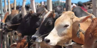 Bihar News: तुरंत कराएं दुधारु मवेशियों का बीमा, सरकार दे रही है बड़ी सब्सिडी