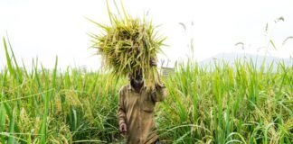 जलवायु परिवर्तन-अनुकूल खेती को बढ़ावा, टिकाऊ कृषि और मिट्टी की सेहत सुधारने पर अधिक जोर: सरकार