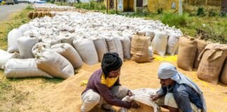 मध्य प्रदेश ने 12.10 लाख किसानों से 87.71 लाख मीट्रिक टन से अधिक गेहूं की खरीद की