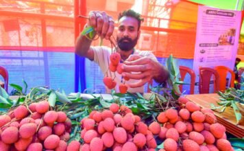 उत्तराखंड की प्रीमियम लीची की पहली खेप इटली रवाना, किसानों की आय बढ़ाने में मिलेगी मदद 1781880862 202606193831544
