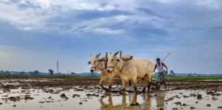 भारत में चालू खरीफ सीजन में कुल बुआई का रकबा 119 लाख हेक्टेयर के पार हुआ