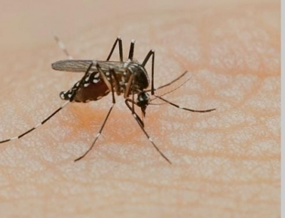 dengue