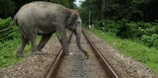 एआई बना हाथियों का रक्षक : कोयंबटूर रेलवे ट्रैक पर ढाई साल में एक भी हाथी की मौत नहीं, 7100 अलर्ट ने हादसे टाले