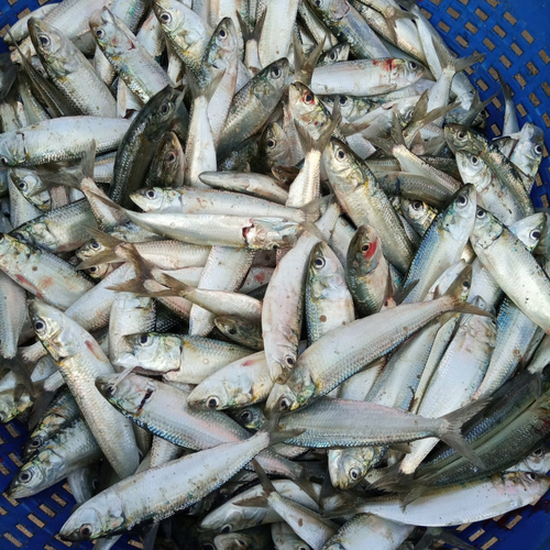 fish