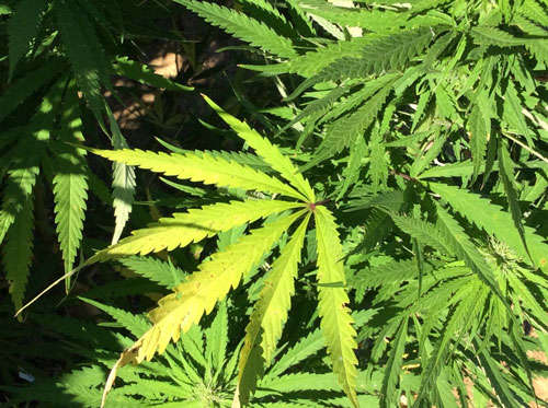 marijuana from marijuana farm