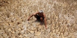 अल नीनो से बढ़ सकता है भुखमरी का संकट, 5 करोड़ लोगों पर पड़ेगा असर: डब्ल्यूएफपी