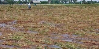 फसल बीमा के दायरे में 1 करोड़ हेक्टेयर से अधिक भूमि के साथ राजस्थान देश में अग्रणी