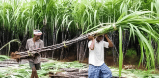 योगी सरकार के प्रयास से गन्ने की खेती में बढ़ेगी ‘मिठास’, 100 टन प्रति हेक्टेयर तक उपज देंगी चार नई किस्में