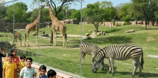 2 से 8 अक्टूबर तक प्रदेश में मनाया जाएगा वन्यजीव सप्ताह